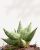Sansevieria Ming Manee