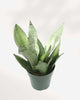 Sansevieria Moonshine 6” Pot -Medium (Expect some blemishes)