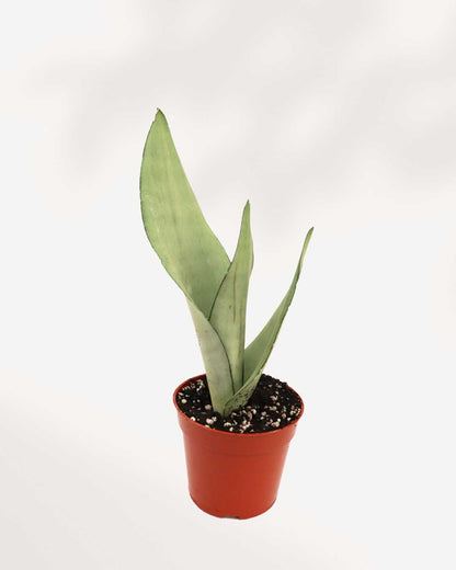 Sansevieria Moonshine | Buy Online