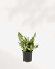 Sansevieria Night Owl 4" Pot - Small