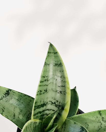sansevieria night owl care Sansevieria Night Owl | Buy Online - Low-Light, Low-Maintenance Houseplant | Mygreenscape