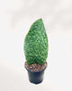 Sansevieria Shark Fin 4" Pot - Small