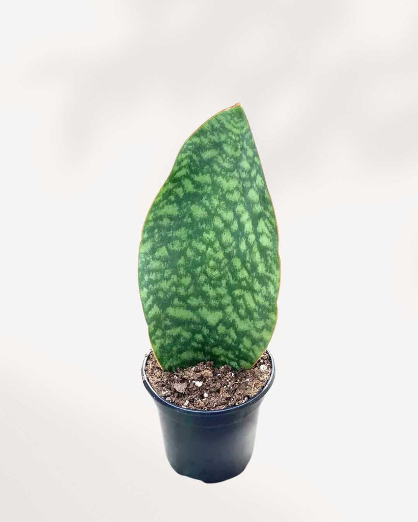 Sansevieria Shark Fin 4" Pot - Small