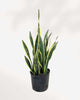 Sansevieria Snake Plant 8" Pot Large