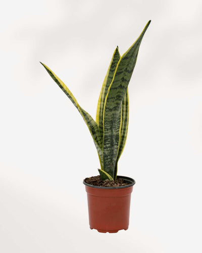 Plante de serpent Sansevieria