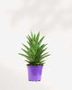 Sansevieria Trifasciata Tough Lady 4" Pot - Small
