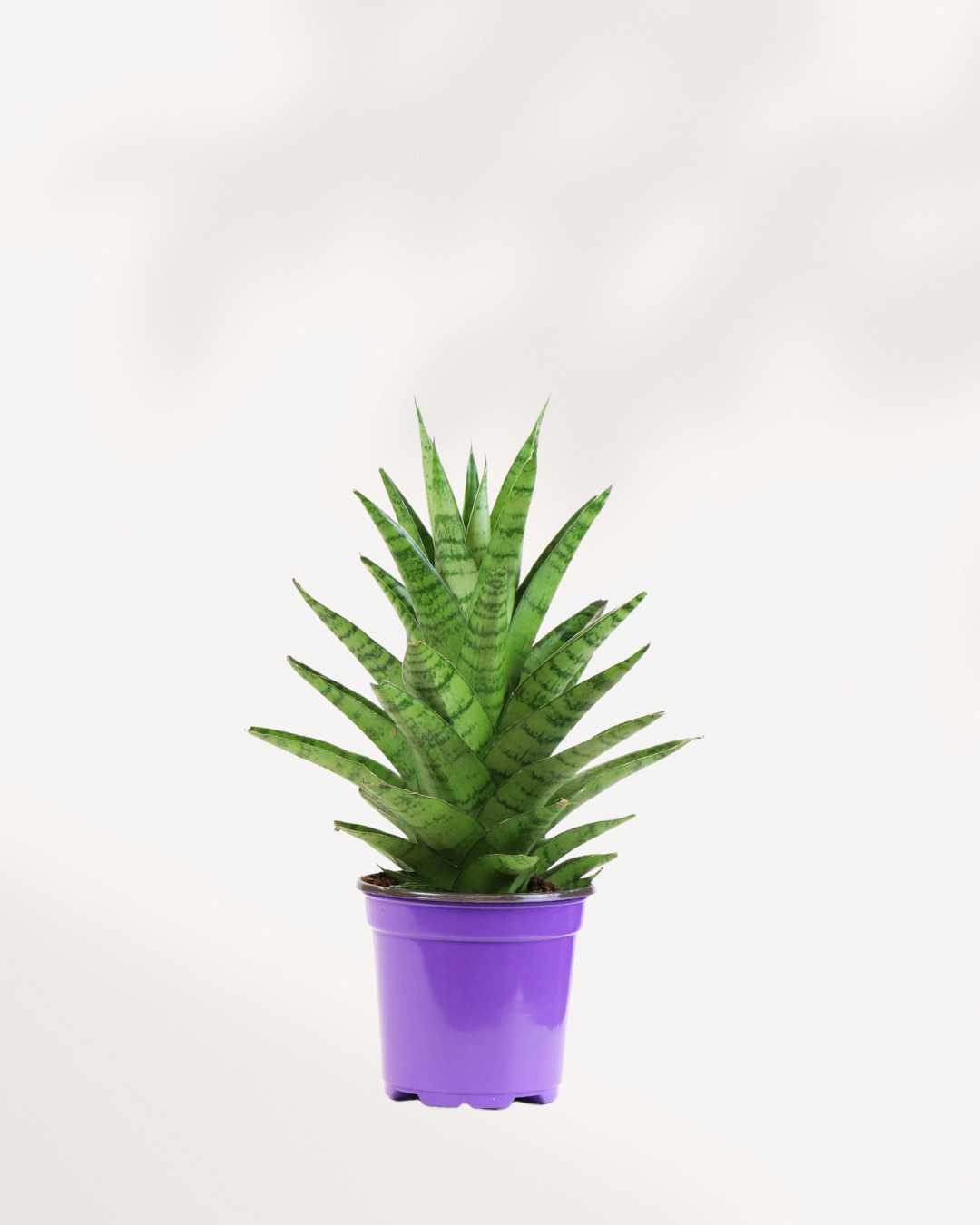 tough lady snake plant Sansevieria Tough Lady | Snake Plant for Sale Online | Mygreenscape