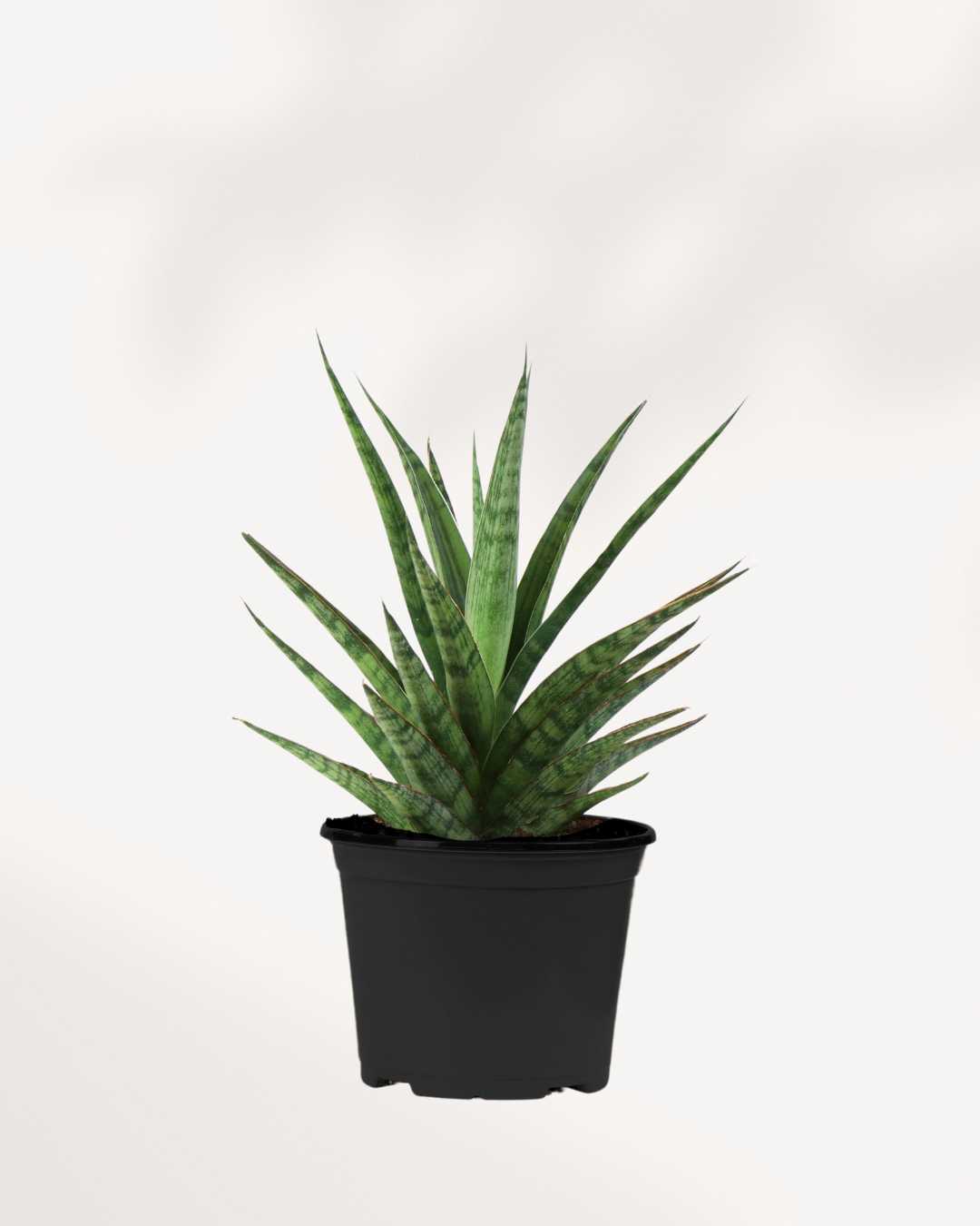 tough lady snake plant Sansevieria Tough Lady | Snake Plant for Sale Online | Mygreenscape