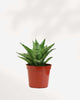 Sansevieria Trifasciata Tough Lady 2.5" Pot - XSmall