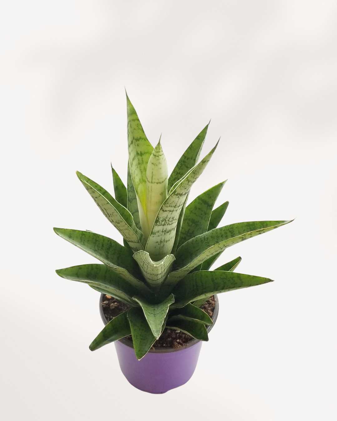 sansevieria grey lady Sansevieria Tough Lady | Snake Plant for Sale Online | Mygreenscape