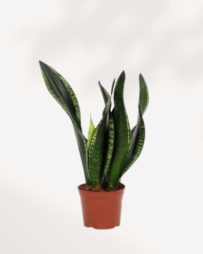 sansevieria hahnii whitney Sansevieria Whitney | Buy Online Easy-Care Indoor Plant | Mygreenscape