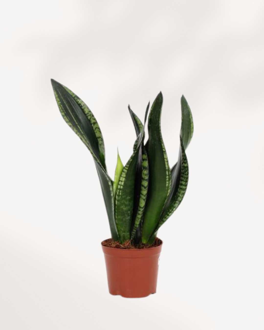 Sansevieria Whitney | Buy Online