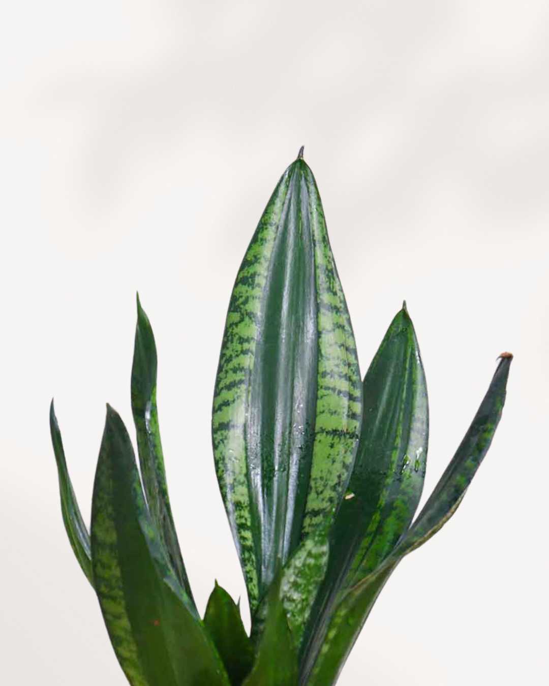 sansevieria green mermaid vs whitney Sansevieria Whitney | Buy Online Easy-Care Indoor Plant | Mygreenscape