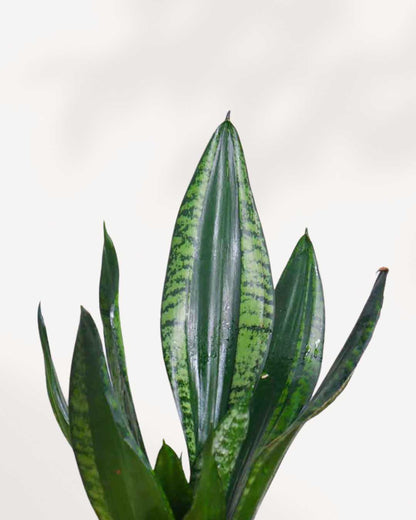 Close-up of Sansevieria Whitney's dark green and silver striped leaves