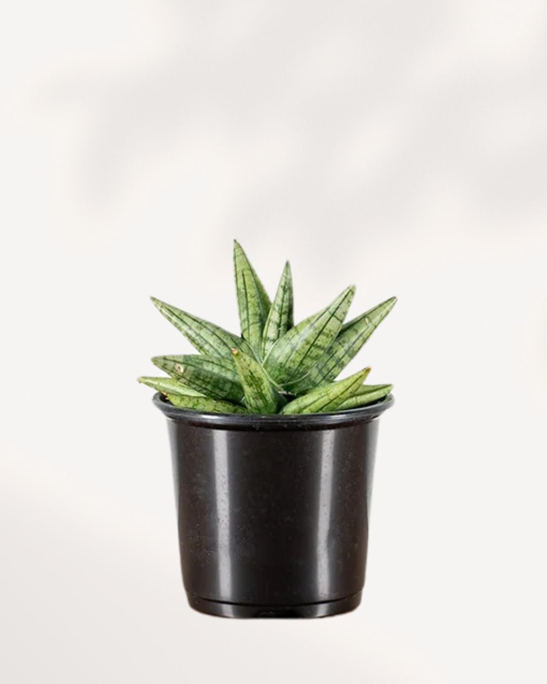 Sansevieria Yaya | Buy Online