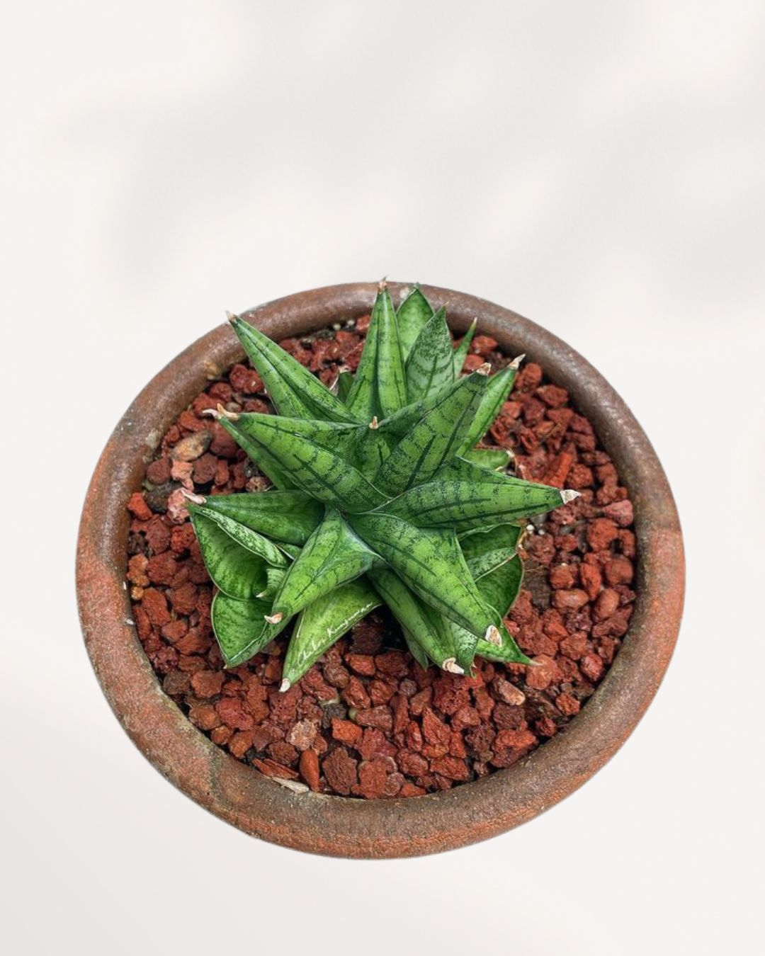 sansevieria yaya Sansevieria Yaya – Low-Maintenance| Buy Online | Mygreenscape