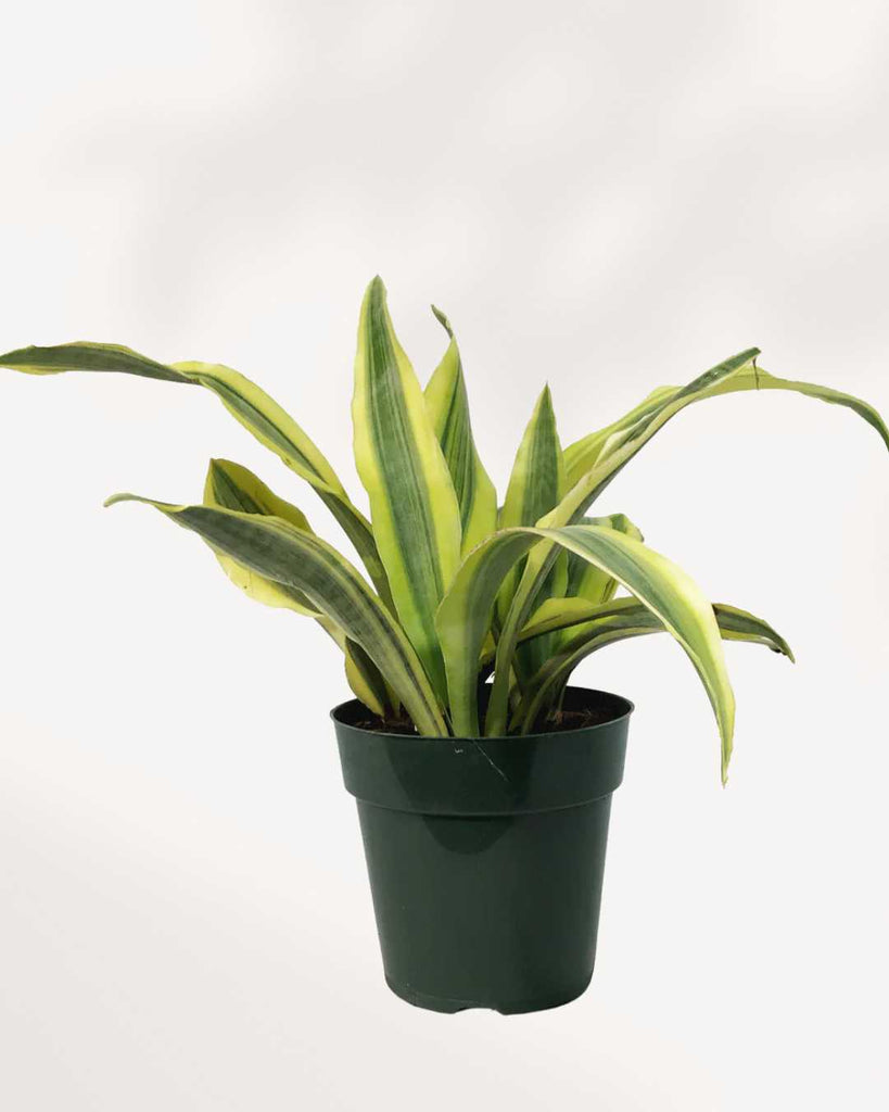 Sansevieria Yellow Stone 6” Pot -Medium