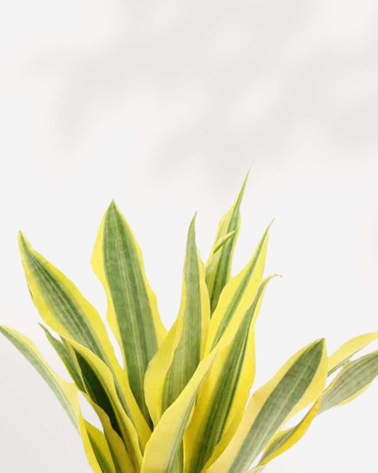 Sansevieria Yellow Stone | Buy Online