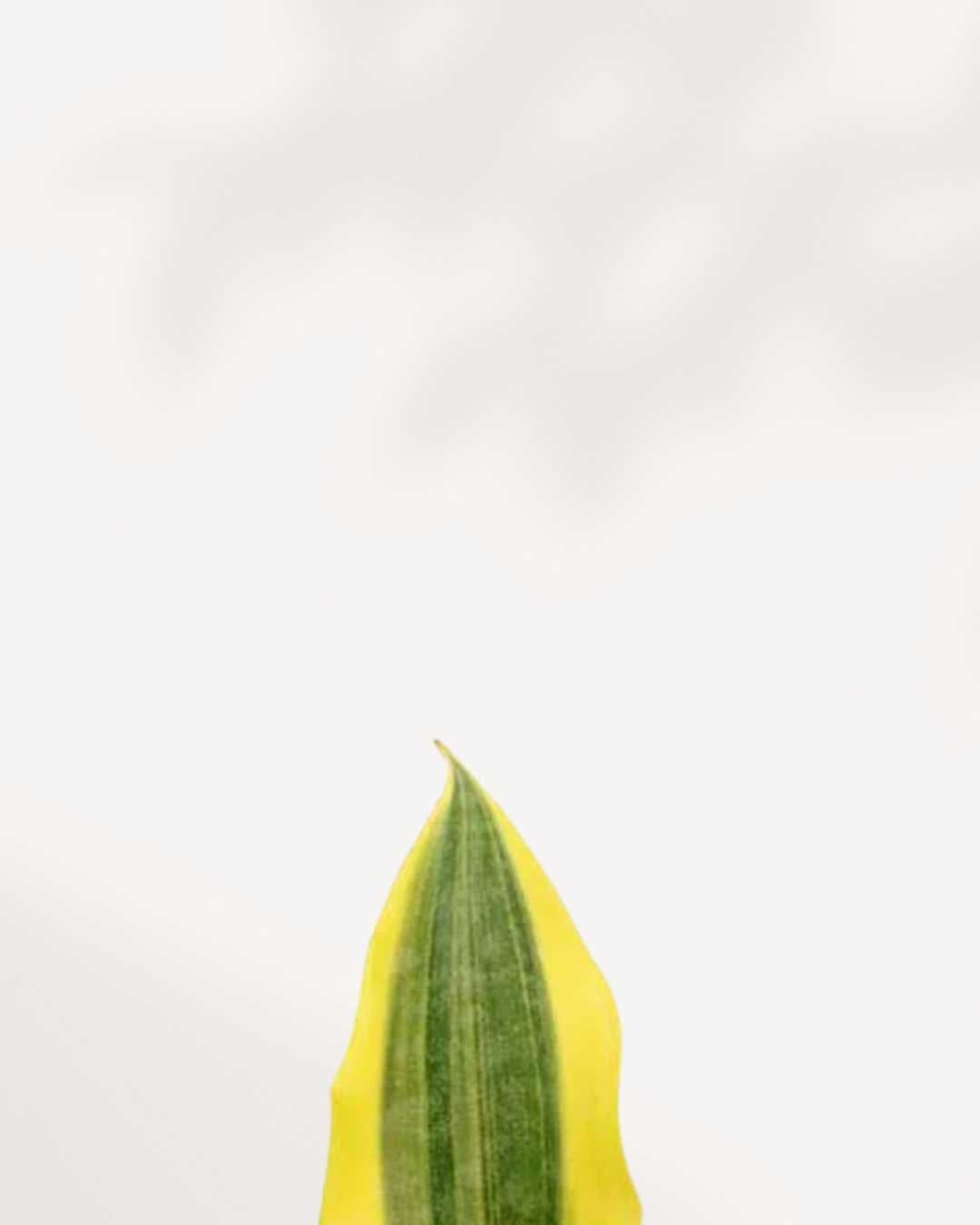 Sansevieria Yellow Stone | Buy Online