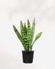 Sansevieria Zeylanica