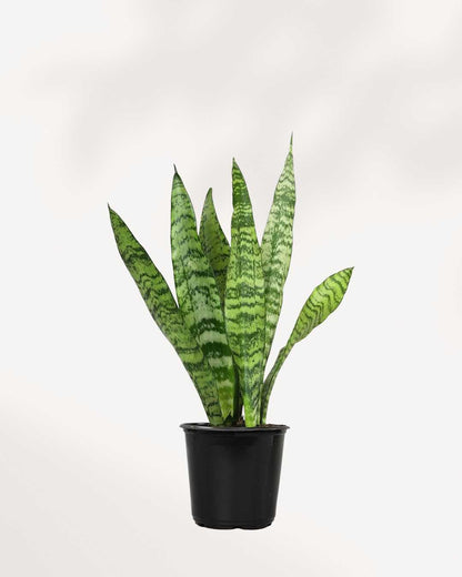 Sansevieria Zeylanica | Buy Online