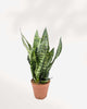 Sansevieria Zeylanica Fan