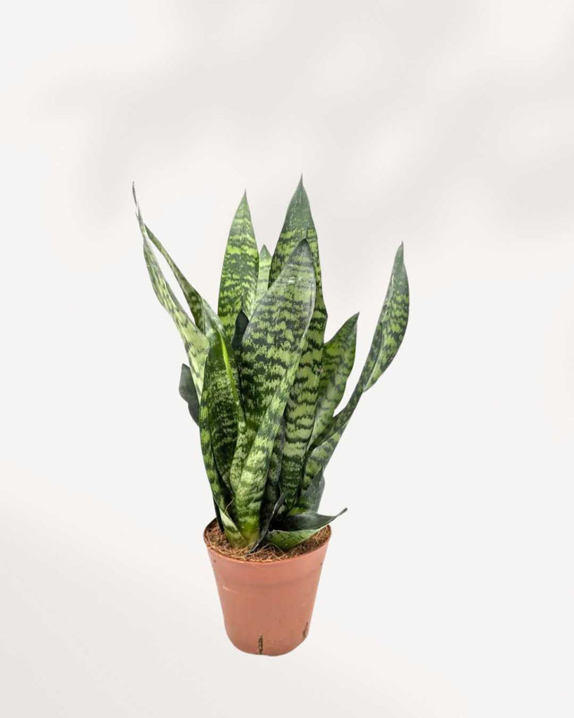 Sansevieria Zeylanica Fan