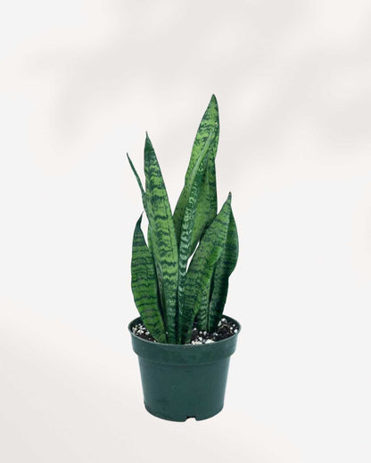 Sansevieria Zeylanica | Buy Online