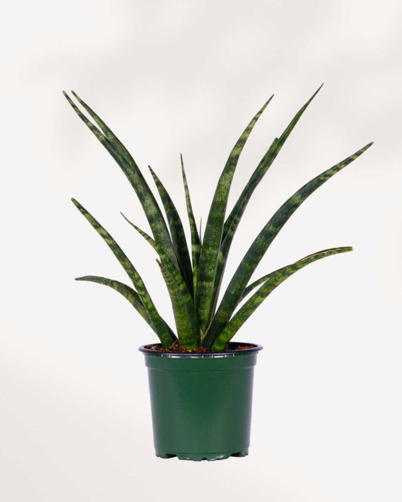 Sansevieria Fernwood Natural