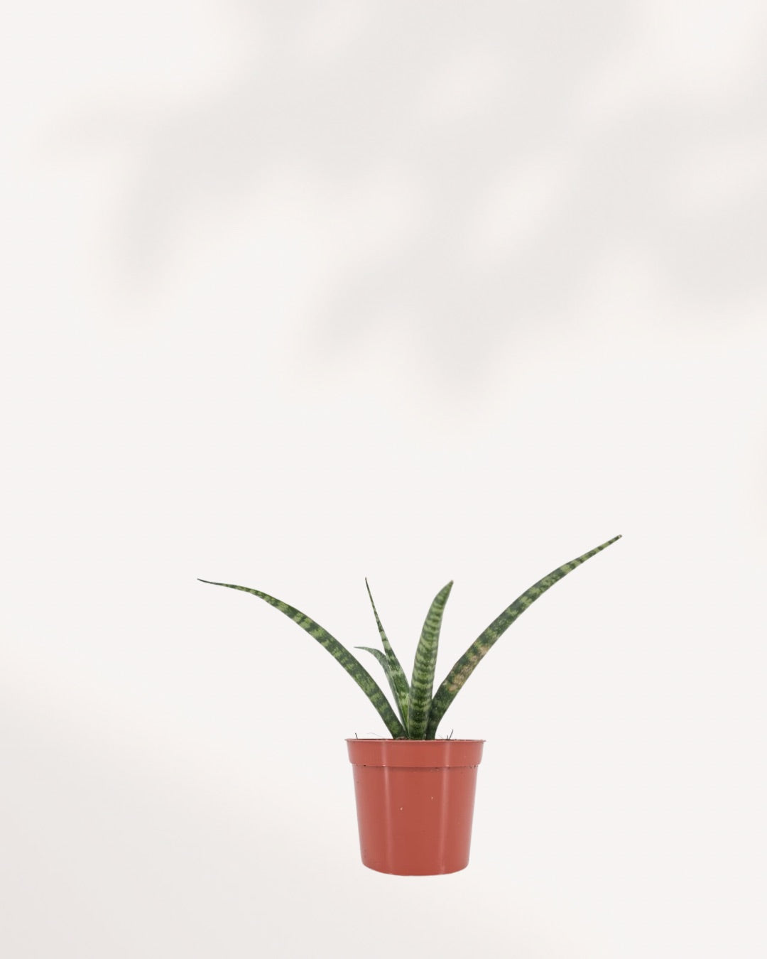 Sansevieria Fernwood XSmall Front View