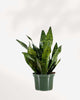 Sansevieria Futura Robusta 6" Pot - Medium (Expect some blemishes)
