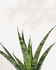 Sansevieria Javanica