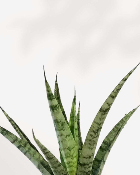 Sansevieria Javanica 6" Pot - Medium, front view of compact rosette