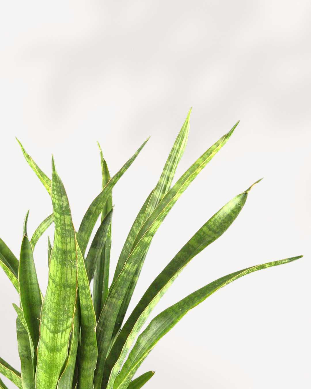 sansevieria javanica Sansevieria Javanica | Buy Online - Low-Maintenance Air-Purifying Plant | Mygreenscape