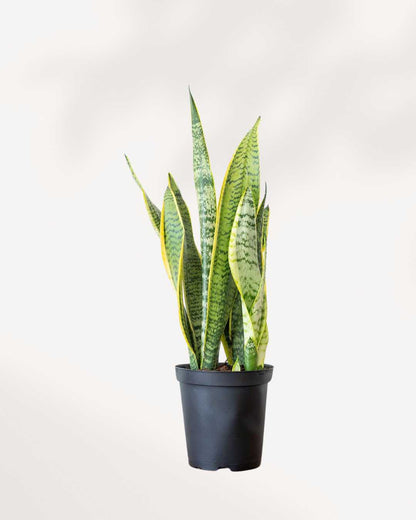 Sansevieria Laurentii