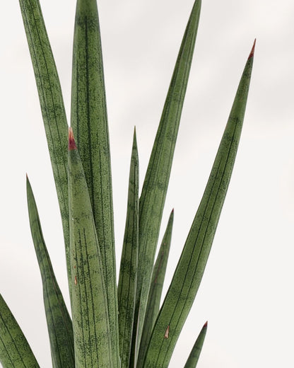 Sansevieria Mikado Bob Fernwood | Buy Online Pro Tip and Care Guide - Delivery from Toronto across Canada - Mygreenscape