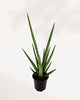 Sansevieria Mikado Bob Fernwood | Buy Online Pro Tip and Care Guide - Delivery from Toronto across Canada - Mygreenscape