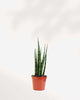Sansevieria Fernwood Mikado 2.5” Pot - XSmall