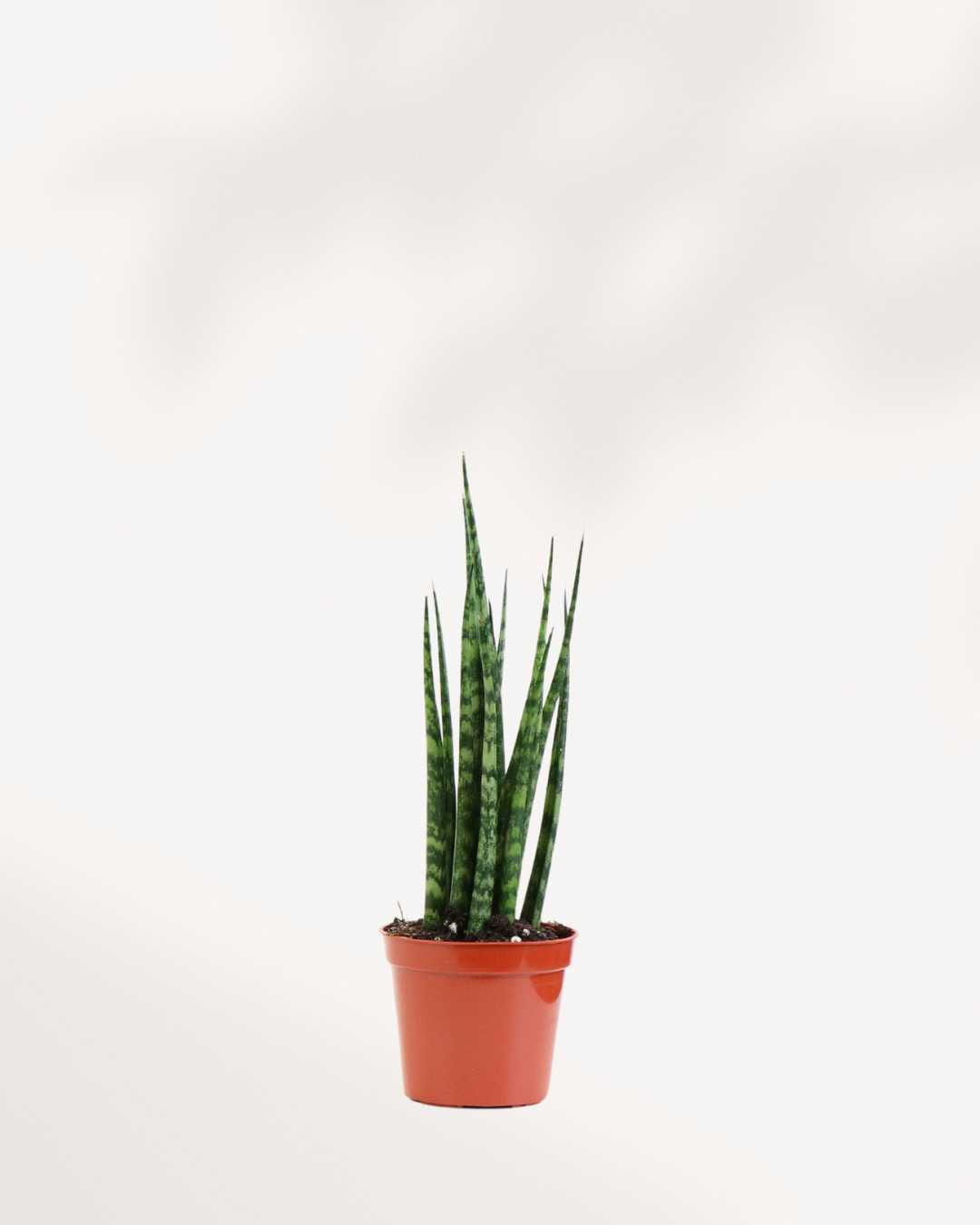 tall snake plant with long upright leaves