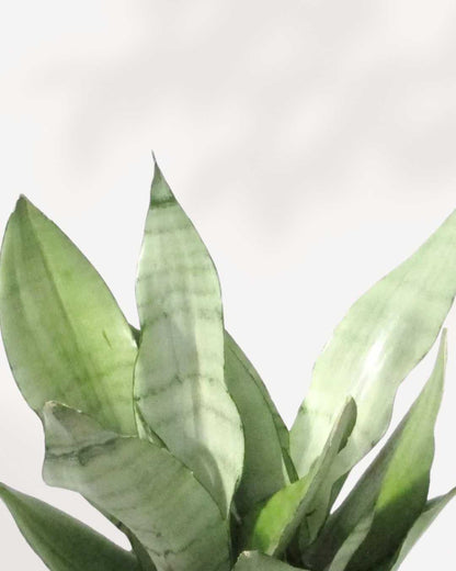 Sansevieria Moonshine | Buy Online