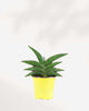 Sansevieria Samurai 4" Pot - Small