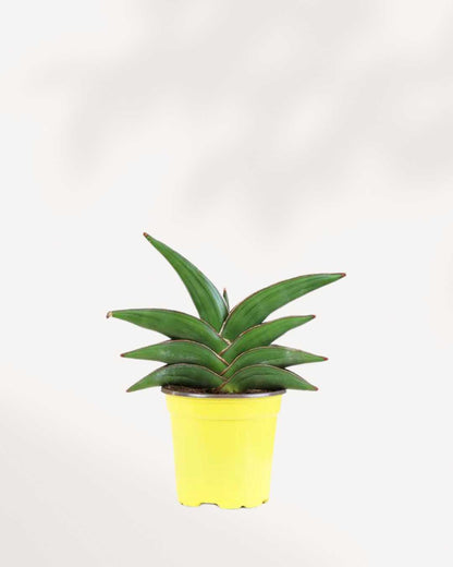 Sansevieria Samurai | Buy Online