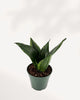 Sansevieria Whitney | Buy Online