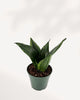 Top-side view of Sansevieria Whitney in a small pot