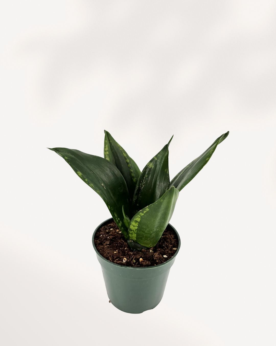 Top-side view of Sansevieria Whitney in a small pot