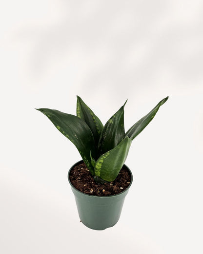 Top-side view of Sansevieria Whitney in a small pot