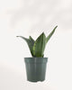 Sansevieria Whitney | Buy Online