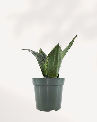 dracaena whitney Sansevieria Whitney | Buy Online Easy-Care Indoor Plant | Mygreenscape