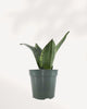 Sansevieria Whitney in a small pot, front view of silver-striped leaves