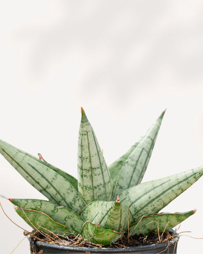 Close-up of Sansevieria Yaya's bold, patterned upright leaves